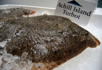 Achill Island Turbot